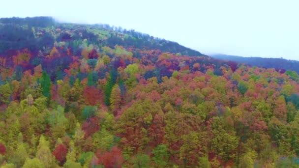 Widok Lotu Ptaka Karpaty Jesienią Dron Leci Nad Ukrainą Lasy — Wideo stockowe