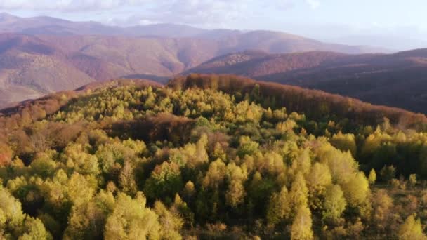 秋のカルパチア人に対するバードの視点は 無人機がウクライナ上空を飛ぶ 素晴らしい色 旅行のための汚れた道のビーチ 鳥および拡散した森 — ストック動画