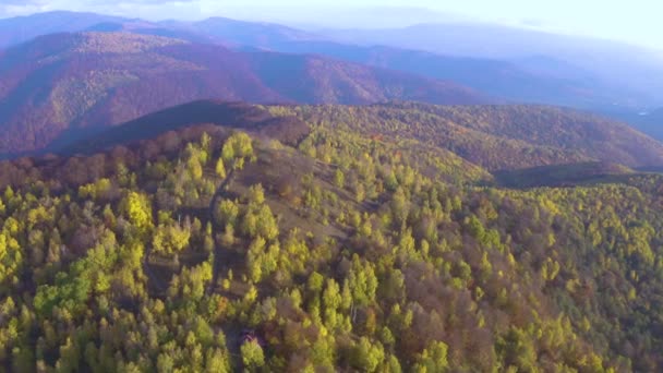 Ucrania Cárpatos Transcarpatia Día Otoño Ventoso Bosque Abedules Perdiendo Sus — Vídeo de stock