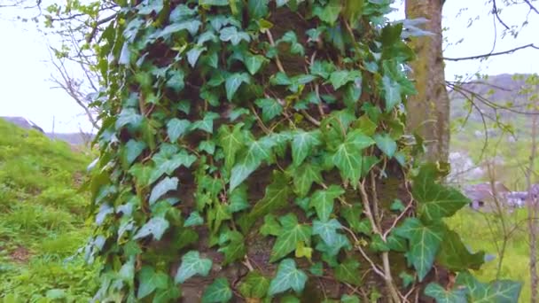 Tree Carpathian Forest Covered Climbing Plant Ivy Beautiful Green Color — Stock Video