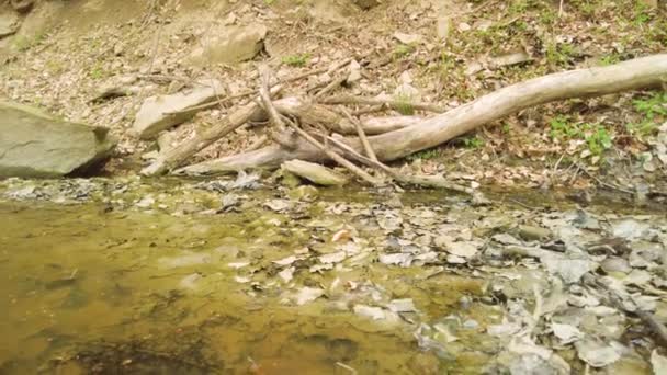 青蛙和蛤蟆在泥泞的水坑中繁殖 数以千计的小蝌蚪在泥泞的水中游动 — 图库视频影像