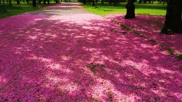 Sakura Bloemblaadjes Liggen Een Roze Kleurrijk Tapijt Weg Het Oude — Stockvideo