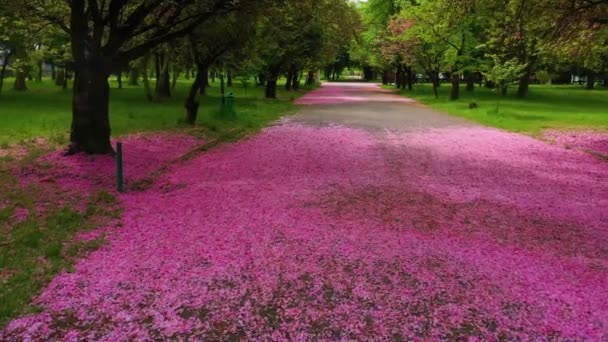 Los Pétalos Sakura Encuentran Una Alfombra Color Rosa Carretera Antiguo — Vídeos de Stock