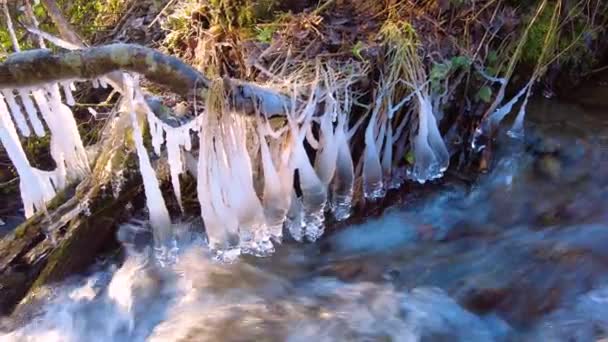 Γρήγορα Καθαρό Νερό Μουρμουρίζοντας Ενός Ορεινού Ποταμού Στα Καρπάθια Την — Αρχείο Βίντεο