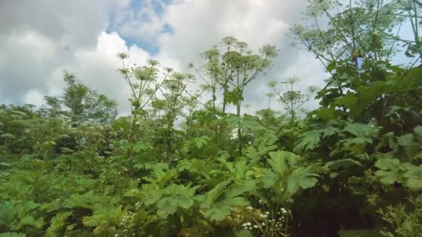 索斯诺夫斯基的绿草是集体农庄时期的一种危险植物 斯大林的复仇 他提出了它的大规模分布 它的汁液具有光活性 会引起可怕的灼伤 — 图库视频影像