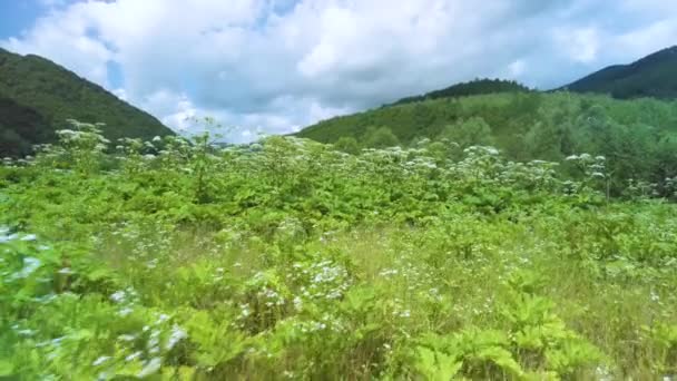 索斯诺夫斯基的绿草是集体农庄时期的一种危险植物 斯大林的复仇 他提出了它的大规模分布 它的汁液具有光活性 会引起可怕的灼伤 — 图库视频影像