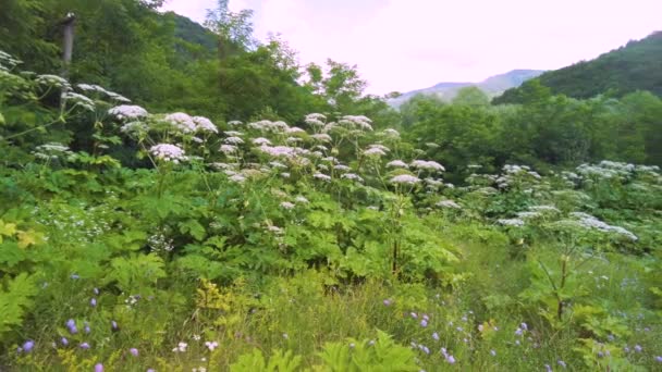 Αγριόχορτο Του Σοσνόφσκι Είναι Ένα Επικίνδυνο Φυτό Της Συλλογικής Γεωργικής — Αρχείο Βίντεο