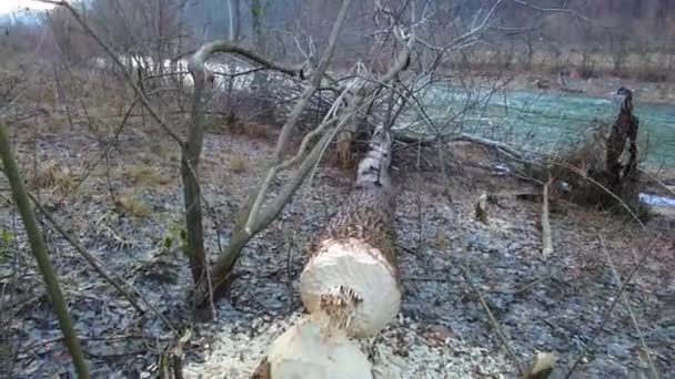 野生のカルパティア人 ウクライナ ヨーロッパには 食べ物のために大きな木をノックダウンし 家を建てることができる大きなビーバーがあります — ストック動画