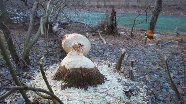 野生のカルパティア人 ウクライナ ヨーロッパには 食べ物のために大きな木をノックダウンし 家を建てることができる大きなビーバーがあります — ストック動画