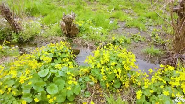 Marigold Χρυσό Κίτρινο Λουλούδι Ένα Άγριο Καρπάθιο Δάσος Κοντά Ένα — Αρχείο Βίντεο