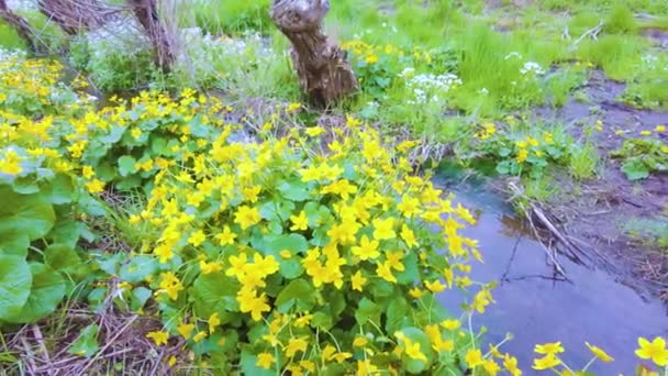 Чорнобривці Золота Жовта Квітка Дикому Карпатському Лісі Біля Струмка Болотному — стокове відео
