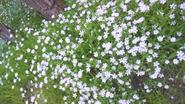 鸡皮草披针 紫锥菊 娇嫩的白花 像春天的星辰 在森林里用茂密的地毯盖满了大地 — 图库视频影像