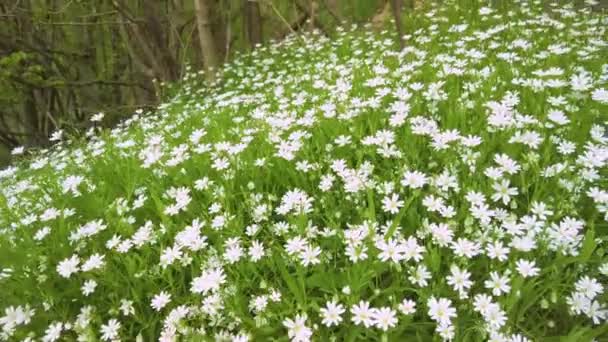 Korianderkruid Lancetvormig Stellaria Holstea Delicate Witte Bloemen Zoals Sterren Het — Stockvideo