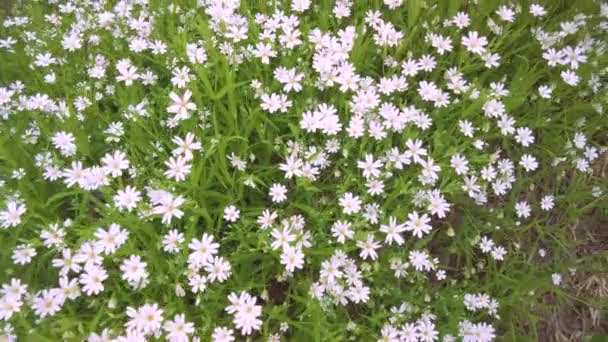 Vogelmiere Lanzettlich Stellaria Holstea Zarte Weiße Blüten Wie Sterne Frühling — Stockvideo