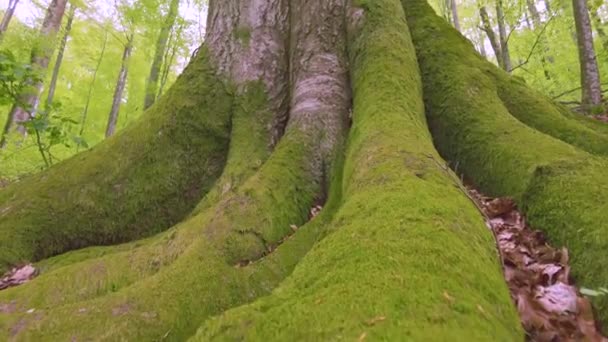 Vieil Arbre Hêtre Dans Une Forêt Sauvage Des Carpates Sur — Video