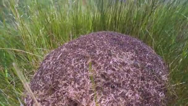 Oekraïne Karpaten Mierenhoop Voordat Regen Bruist Van Het Leven Duizenden — Stockvideo