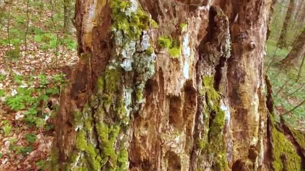 Uma Floresta Montanhosa Com Árvores Enormes Tronco Poderoso Carvalho Cem — Vídeo de Stock
