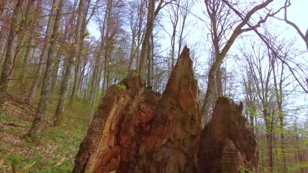一座有大树的山林 一棵百年树龄的巨大树桩 被甲虫吃掉了 为了达到比例尺 背包里有一个背包 — 图库视频影像