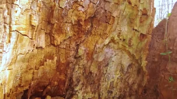 一座有大树的山林 一棵百年树龄的巨大树桩 被甲虫吃掉了 为了达到比例尺 背包里有一个背包 — 图库视频影像