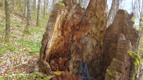 Ein Bergwald Mit Riesigen Bäumen Ein Mächtiger Stumpf Einer Hundertjährigen — Stockvideo
