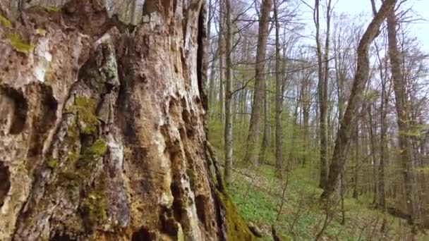 Fjällskog Med Enorma Träd Mäktig Stubbe Hundra Gammal Äten Skalbaggar — Stockvideo
