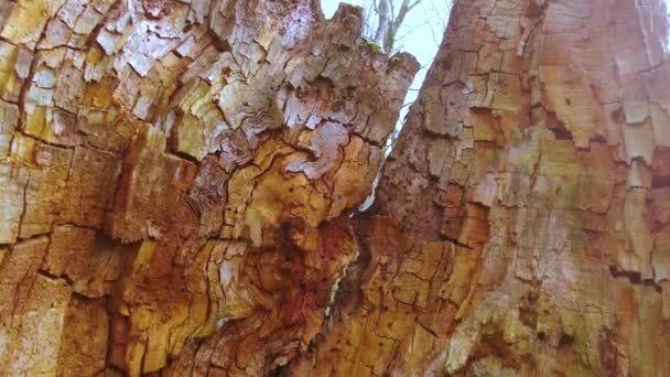 Горный Лес Огромными Деревьями Могучий Пень Столетнего Дуба Съеденный Жуками — стоковое видео