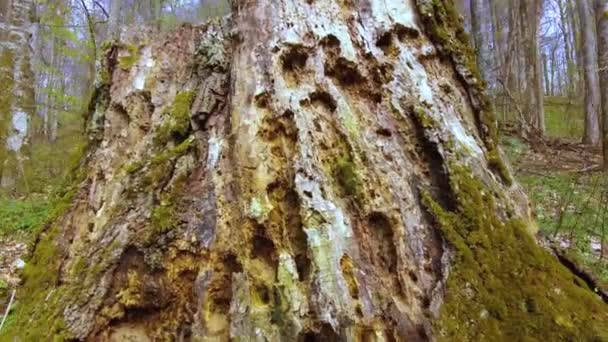 Een Bergwoud Met Enorme Bomen Een Machtige Stronk Van Een — Stockvideo