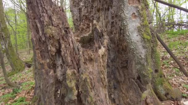 Górski Las Ogromnymi Drzewami Potężny Pień Stuletniego Dębu Zjedzony Przez — Wideo stockowe