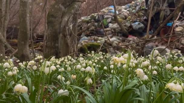 Montes Lixo Deslizam Para Floresta Delicado Campo Perfumado Flores Primavera — Vídeo de Stock