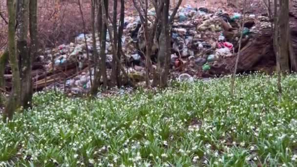 Stosy Śmieci Wślizgują Się Lasu Delikatne Pachnące Pole Wiosennych Kwiatów — Wideo stockowe