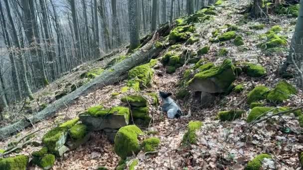 Hunden Människans Vän Skyttegrav Bevarad Från Första Världskriget Forntida Stenar — Stockvideo