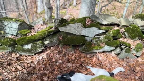 Hunden Människans Vän Skyttegrav Bevarad Från Första Världskriget Forntida Stenar — Stockvideo