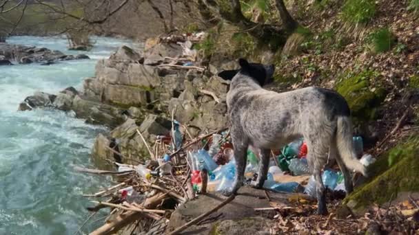 Pies Biegnie Wzdłuż Brzegu Górskiej Rzeki Karpatach Zakarpacie Ukraina Której — Wideo stockowe