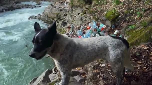 Ένα Σκυλί Τρέχει Κατά Μήκος Της Όχθης Ενός Ποταμού Βουνού — Αρχείο Βίντεο