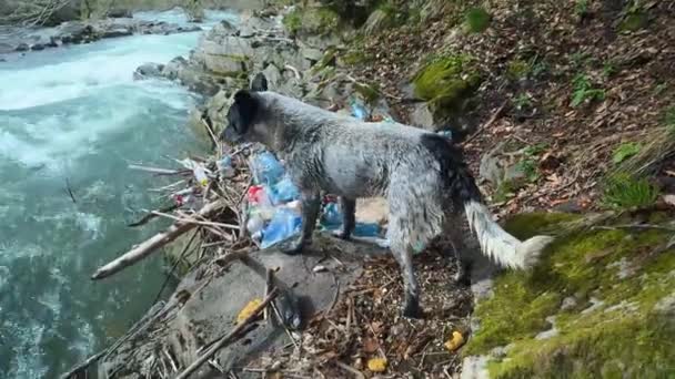乌克兰外喀尔巴阡山脉喀尔巴阡山脉的一条山河边 一条狗沿着河岸奔跑着 河岸边躺着一堆塑料垃圾箱 — 图库视频影像