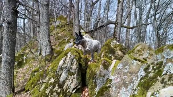 岩石上覆盖着绿色的莫霍 橡树生长 一条狗在喀尔巴阡山脉的新鲜空气中散步 — 图库视频影像