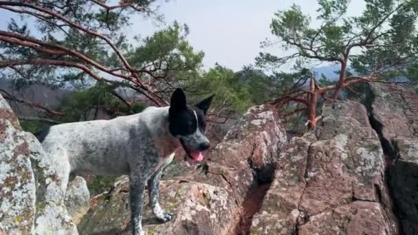 Rocks Top Mountain Covered Green Moho Oak Trees Grow Dog — Stock Video