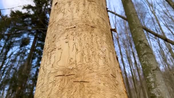 오래된 건조한 나무는 유충과 딱정벌레로 감염되며 그들의 통로의 아름다운 장식은 — 비디오