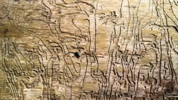 Ein Alter Trockener Baum Ist Von Larven Und Käfern Befallen — Stockvideo