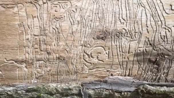 Старе Сухе Дерево Заражене Личинками Жуками Красиві Прикраси Тунельних Проходів — стокове відео