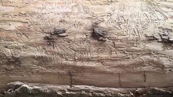 Ett Gammalt Torrt Träd Angripet Larver Och Skalbaggar Vackra Utsmyckningarna — Stockvideo