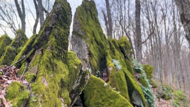 Picturesque Colorful Green Moss Ferns Northern Sharp Rocks Wild Carpathian — Stock Video