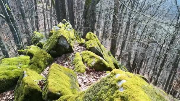 喀尔巴阡山森林北部锐利岩石上色彩艳丽的绿色苔藓和蕨类 — 图库视频影像