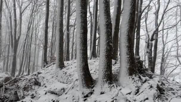 První Sníh Ulpěl Horských Stromech Dubech Bucích Trámech Karpatech Sněhové — Stock video