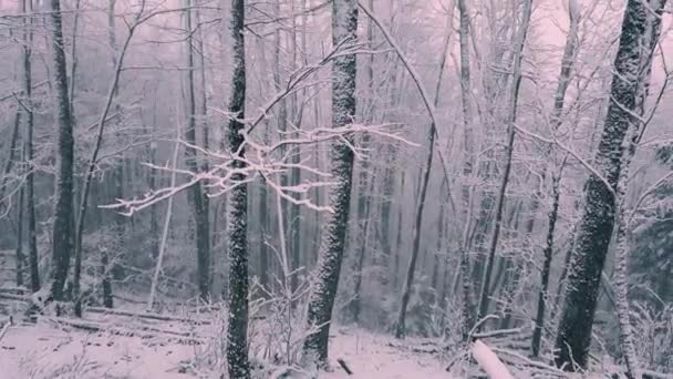 Eerste Sneeuw Vastgeklemd Aan Bergbomen Eiken Beuken Hoornbalken Karpaten Sneeuwvlokken — Stockvideo