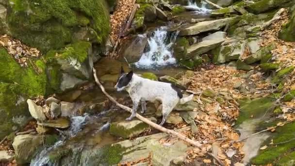 Dziki Pies Domowy Przecina Strumień Pobliżu Małego Malowniczego Wodospadu Karpatach — Wideo stockowe