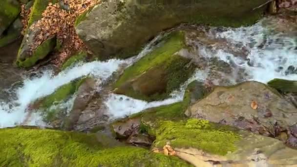Dziki Pies Domowy Przecina Strumień Pobliżu Małego Malowniczego Wodospadu Karpatach — Wideo stockowe