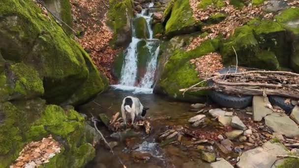 Дикая Домашняя Собака Пересекает Ручей Возле Небольшого Живописного Водопада Карпатах — стоковое видео