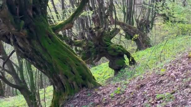 Стародавнє Букове Дерево Карпатах Україна Покрита Зеленим Мохом Унікальна Форма — стокове відео