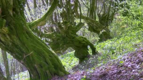 Stare Drzewo Bukowe Karpatach Ukraina Pokryta Jest Zielonym Mchem Unikalny — Wideo stockowe